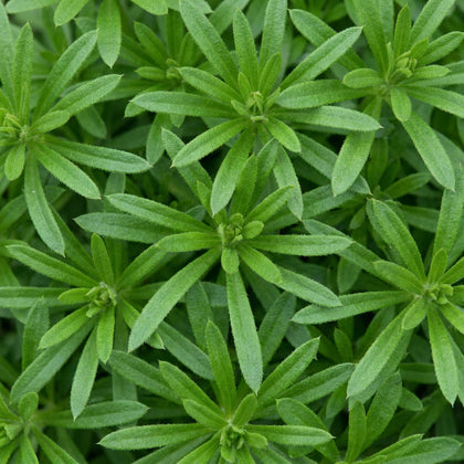 Cleavers